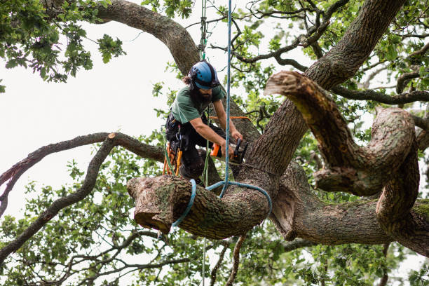 How Our Tree Care Process Works  in  Hallowell, ME